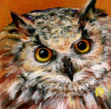Owl