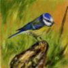 Bluetit