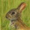 bunny