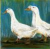 Ducks
