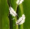 Feathers Green