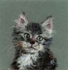 Kitten