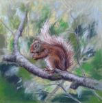 Squirrel 2