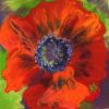 Poppy 1